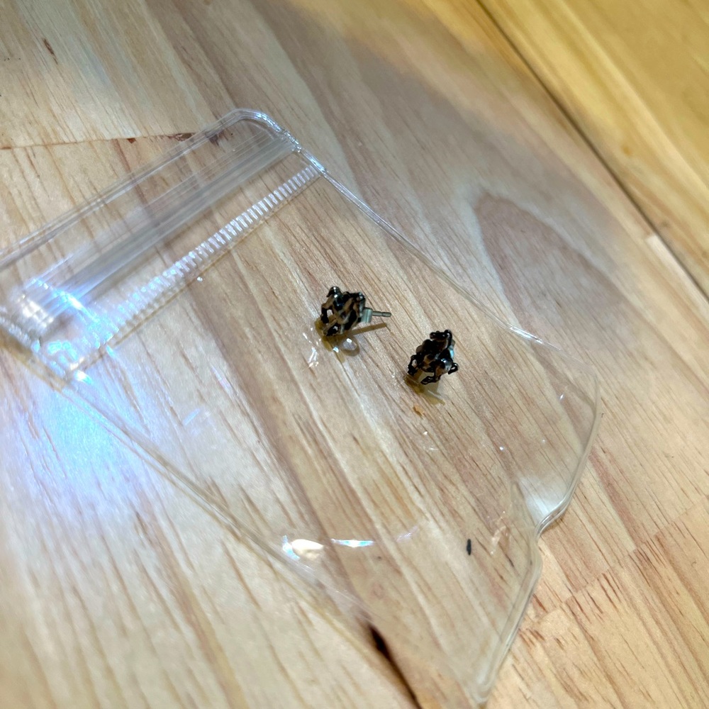 Rustic horse earrings